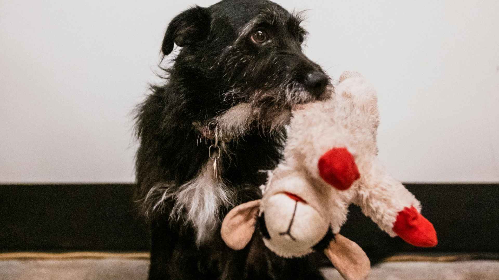perrita con peluche